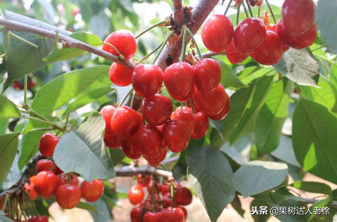 樱桃树如何正确种植,樱桃好吃树难栽真的就这么难么