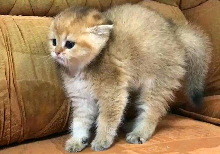 猫咪闹脾气绝非小事，轻视猫咪的情绪会有严重后果，伤猫又伤己