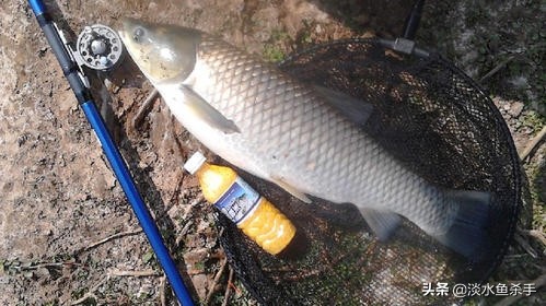 短尺寸钓大鱼用什么竿好,冬季细线钓大鱼用几h的竿好