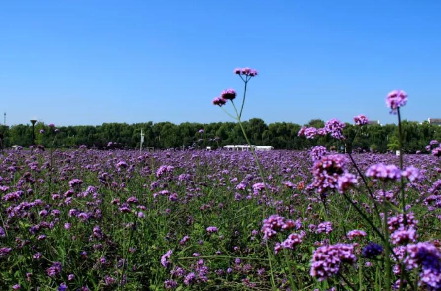 去薰衣草庄园来一场梦幻之旅,推荐一个好地方薰衣草庄园