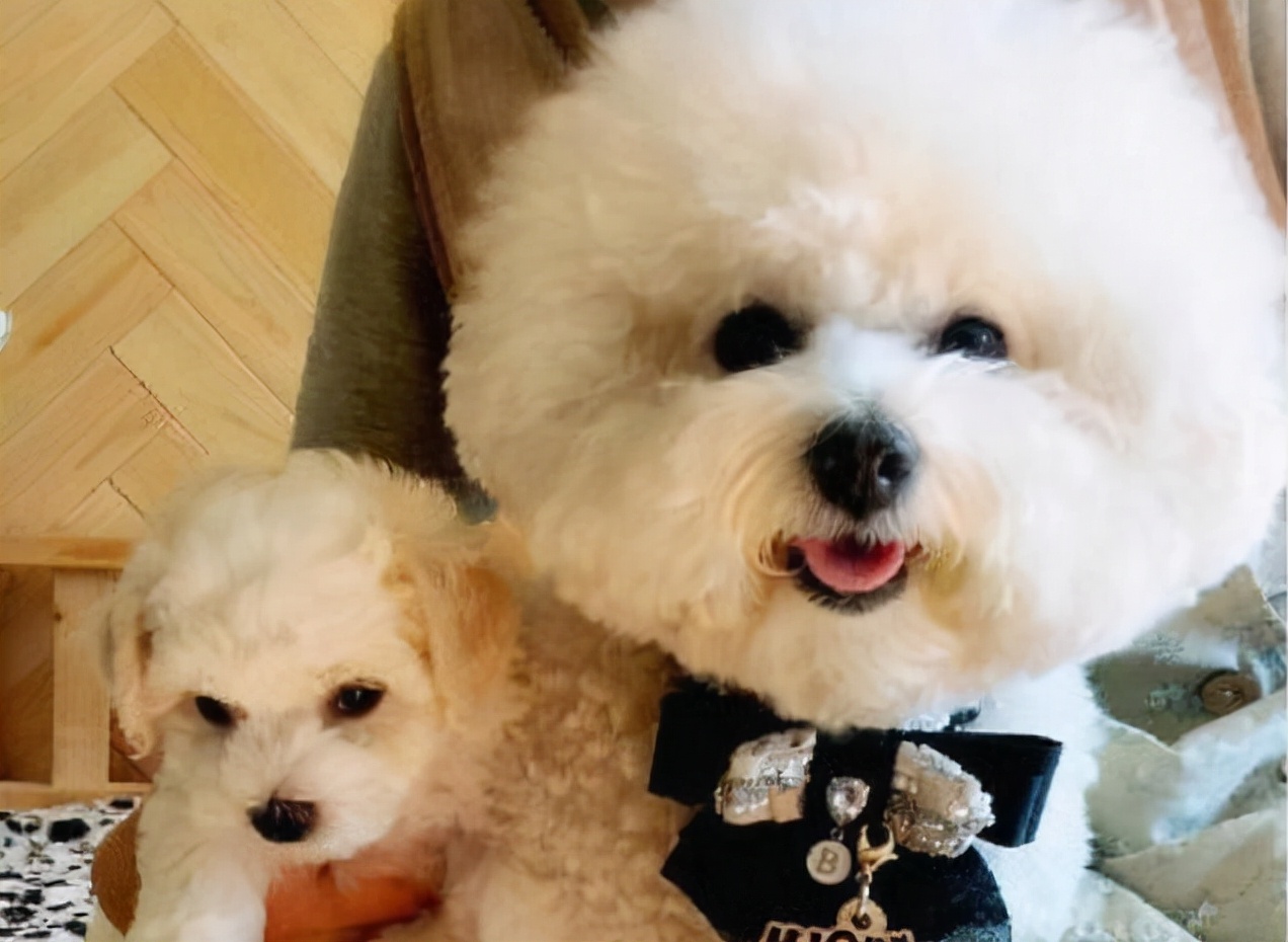 比熊犬舔你是怎么回事,比熊犬舔你的脸是为什么