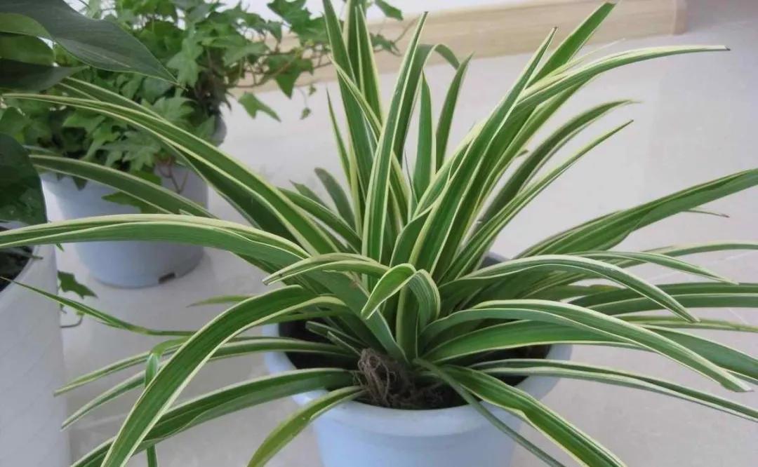 除甲醛植物靠谱么,除甲醛用植物靠谱吗