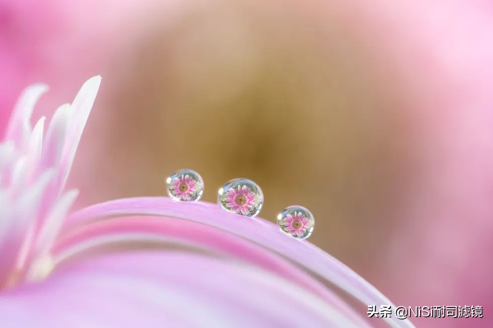 微距蚂蚁喝露水：曝轰动日本的摄影技能