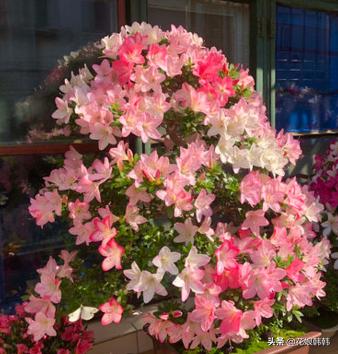 杜鹃花红蜘蛛什么症状,杜鹃花红蜘蛛病图片