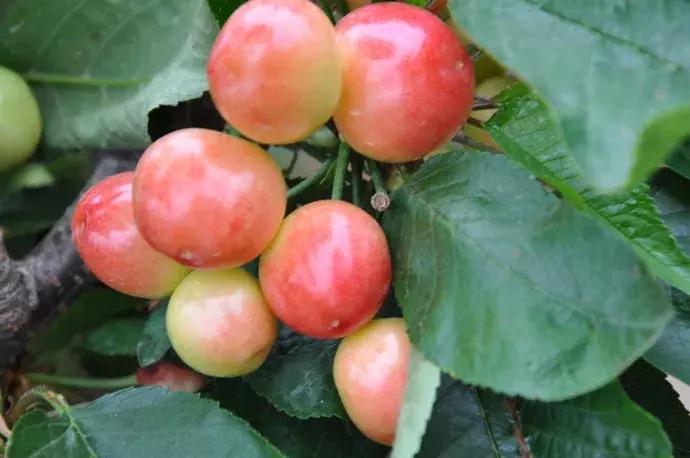 樱桃病虫害防治时间,樱桃病虫害防治及管理专家