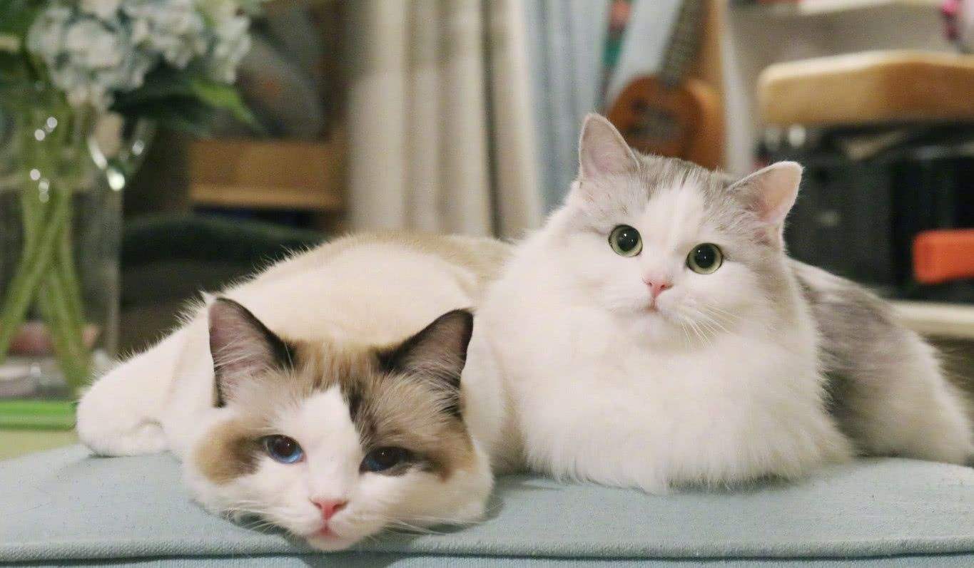 猫咪疫苗详细科普,猫咪疫苗全了以后还需要打疫苗吗