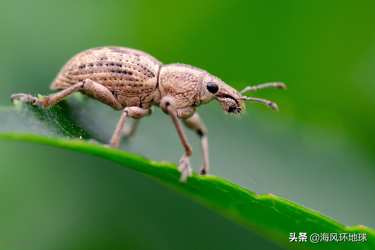 水葫芦在我国泛滥成灾说明了什么,南美洲水葫芦为什么没有泛滥成灾