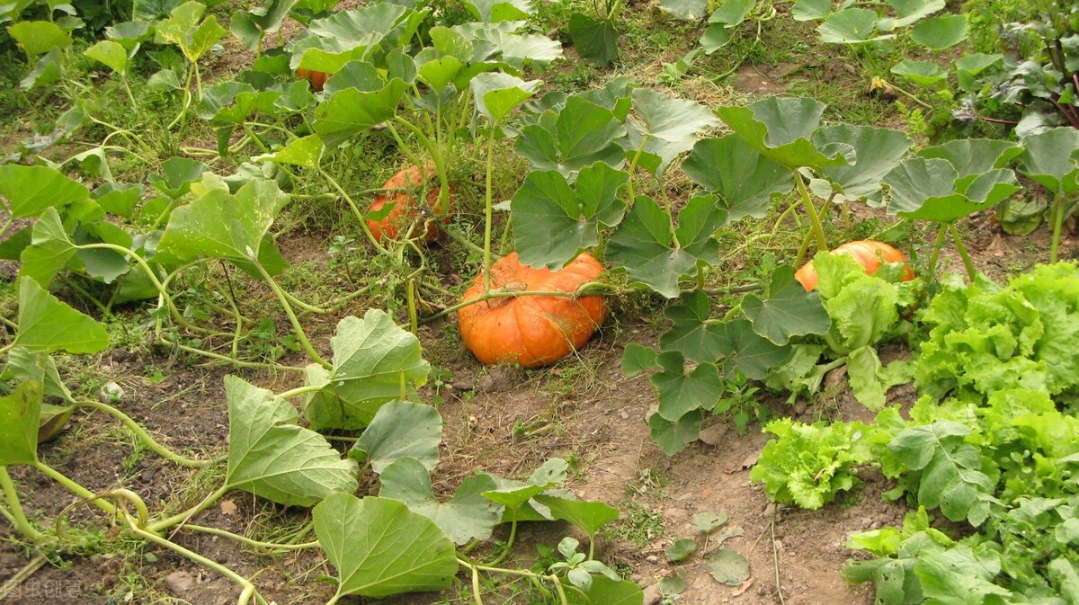 如何种植南瓜苗种子,如何种植南瓜全教程