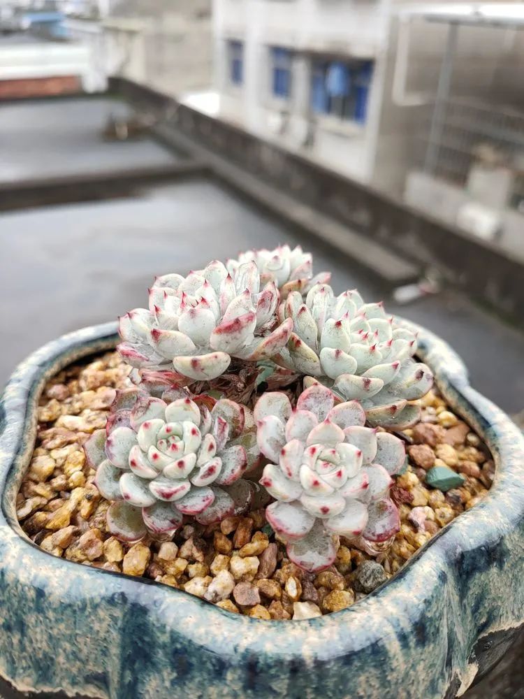 疫情期间在家欣赏多肉,疫情期间被多肉治愈