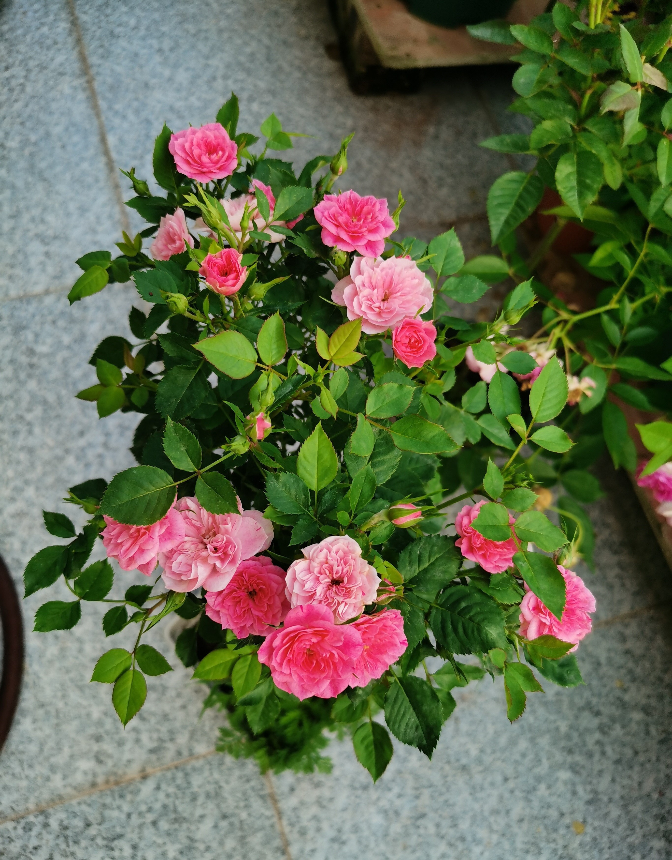 花卉绿植盆栽白色恋人,小小植物盆栽既可爱又好养活