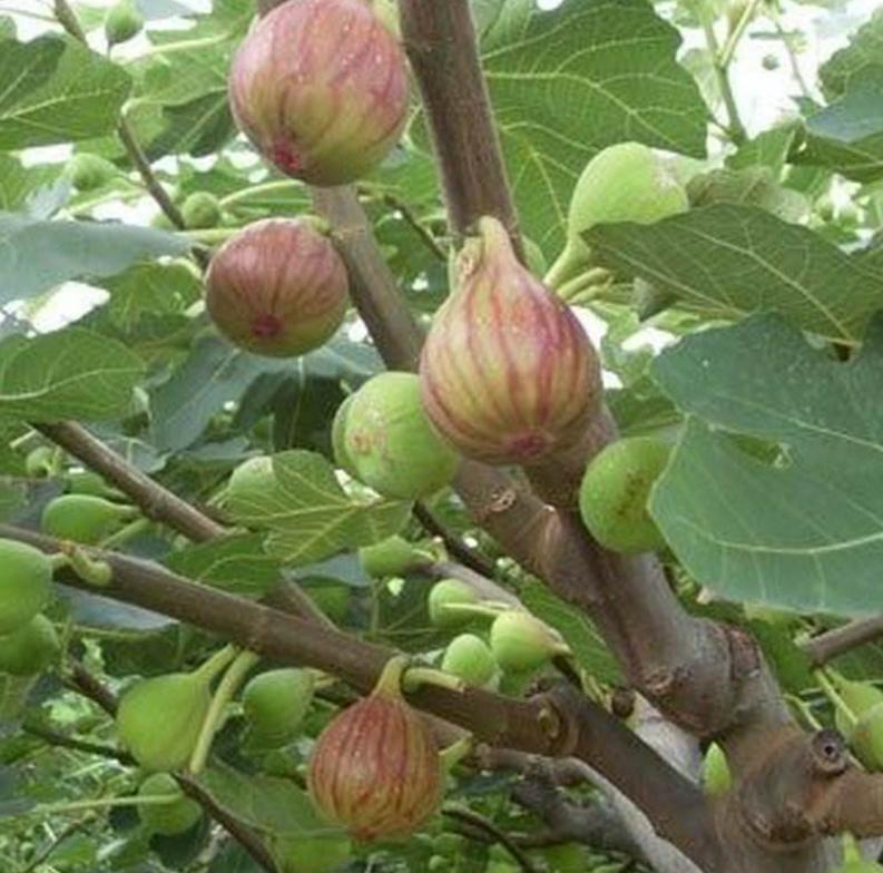 无花果收益有多少,无花果每亩多大利润