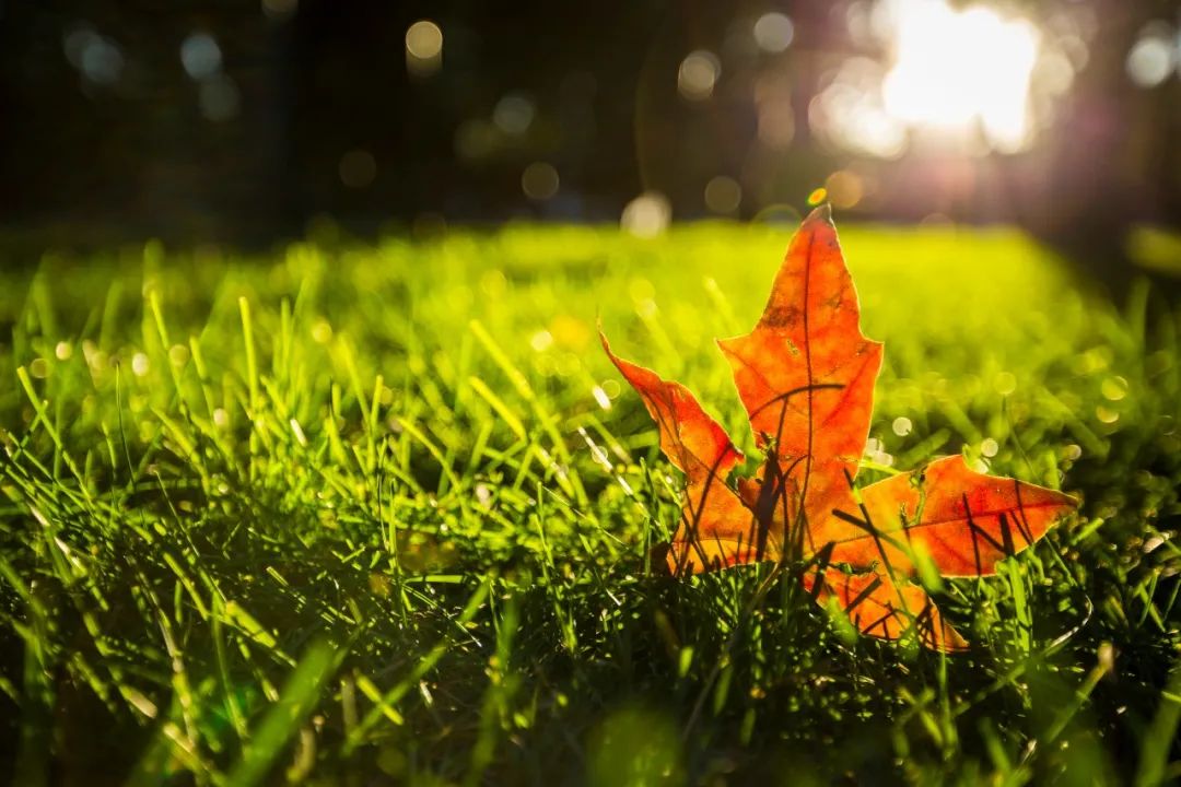 易感冒上火的原因,易上火易感冒吃什么药