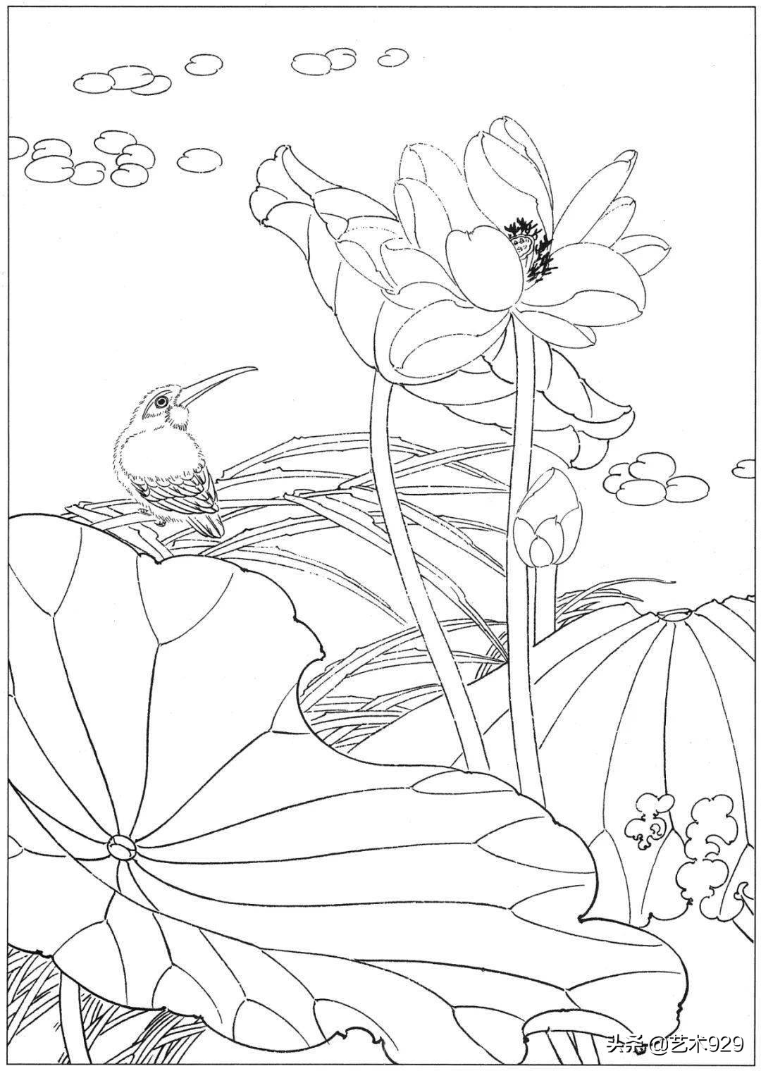 余稚荷花蜻蜓图高清白描底稿,白描荷花勾线方法讲解视频