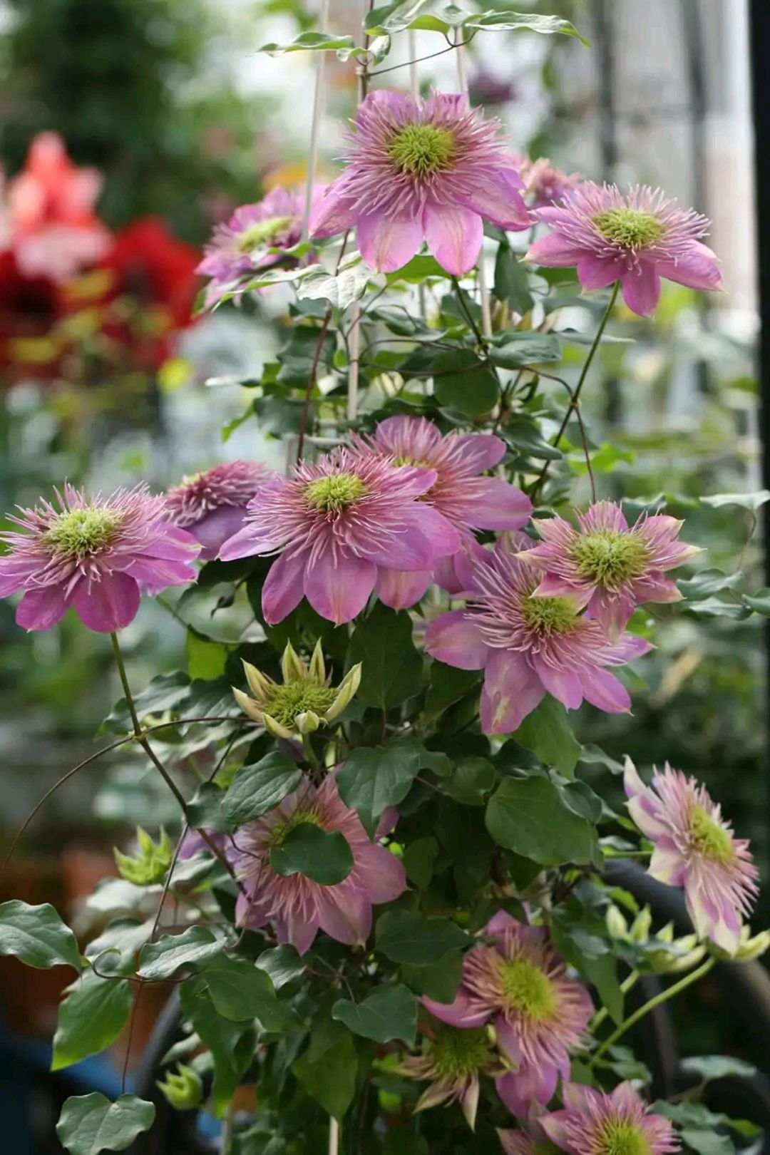 这“38种花”，当你开始收集品种时，你已入坑颇深