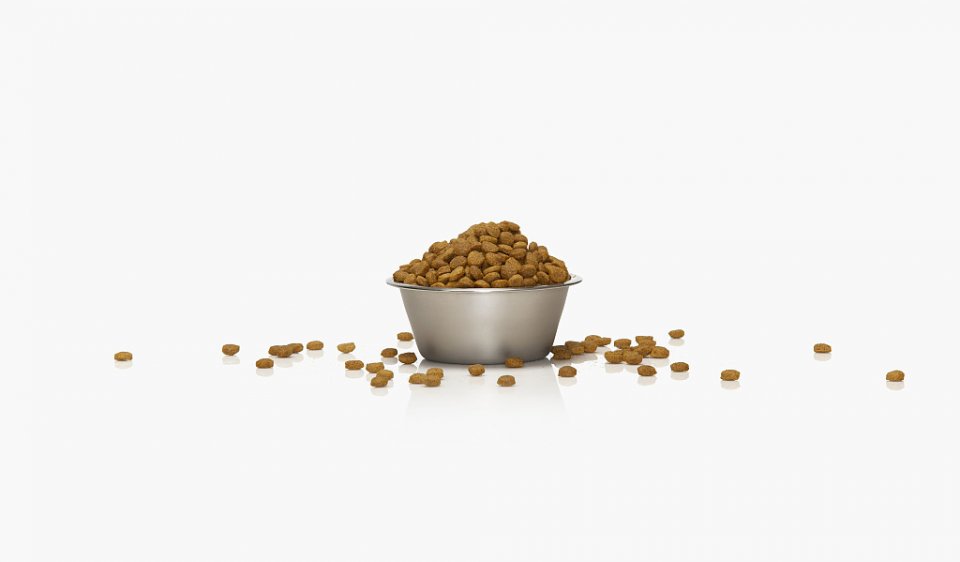 狗子对肉过敏,狗子狗粮过敏怎么办