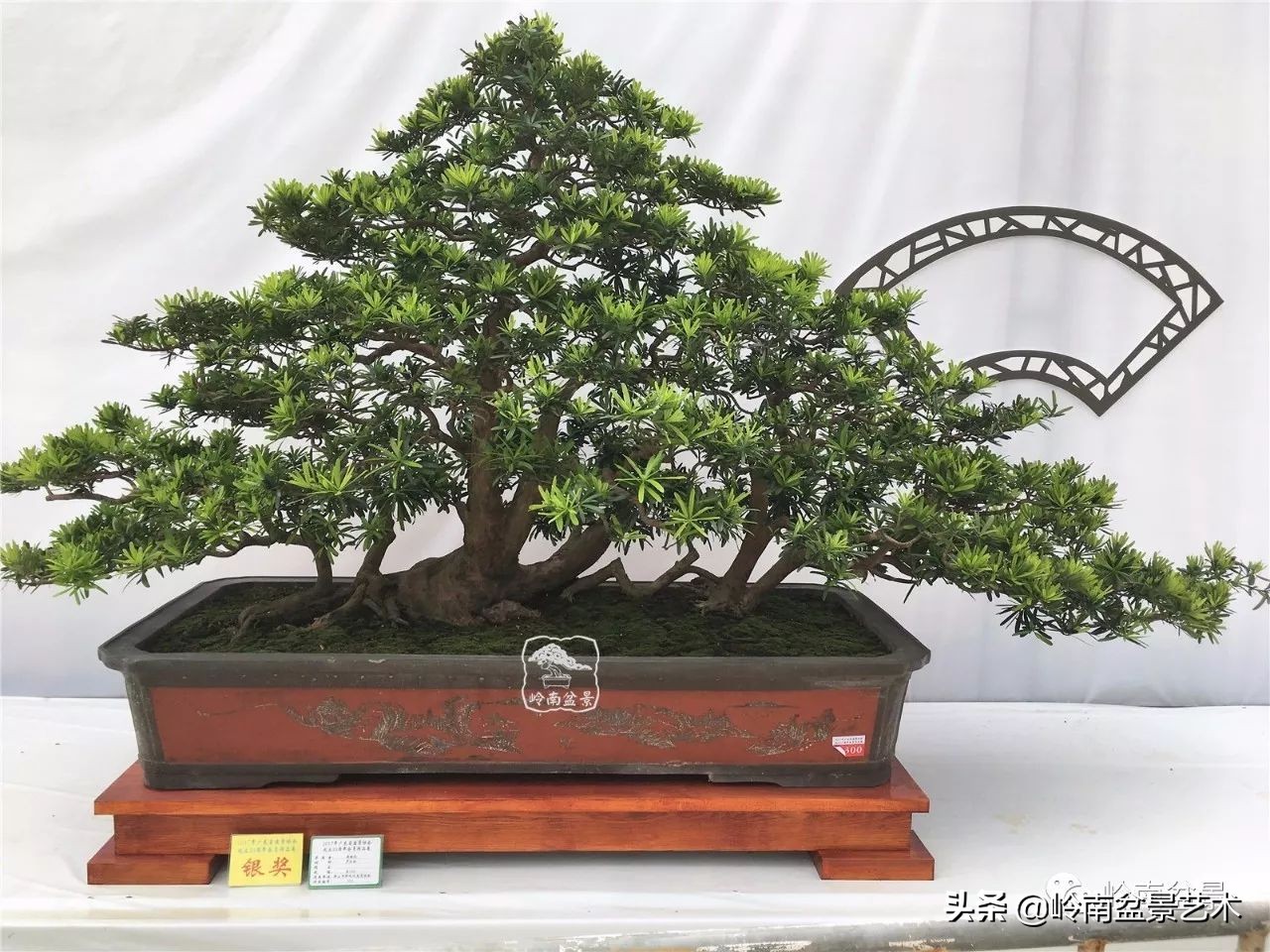 盆景结顶的形式,最好的盆景结顶方法