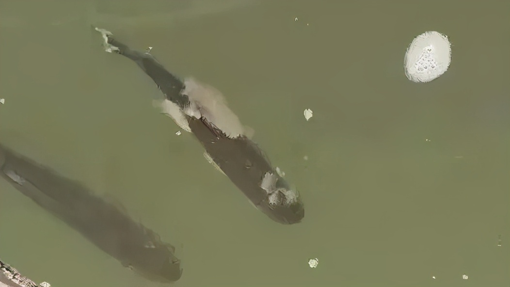 金鱼低温水霉病怎么治,低温水霉病怎么治