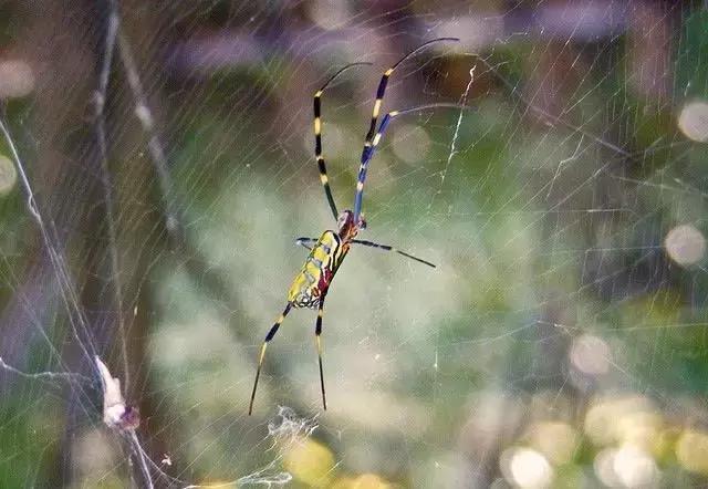 柑橘粉蚧虫图解,柑橘食蝇虫图片