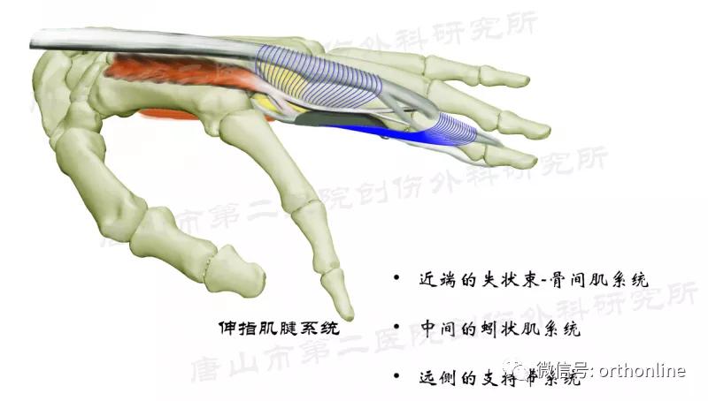 手部肌腱不完全断裂能完全复原吗,手部屈指肌腱损伤最难处理的部位