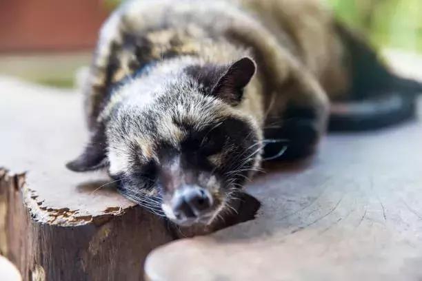 西贡咖啡猫屎咖啡,猫屎咖啡味的咖啡好喝吗