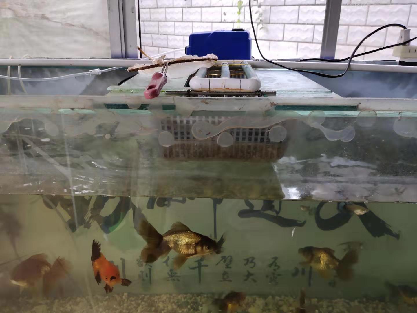 玻璃鱼缸漏水最简单的修补方法,鱼缸过滤网漏水冲击水面怎么回事