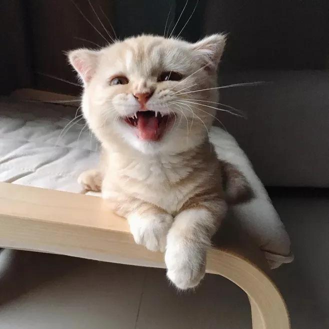 有没有一种方法让猫咪不要叫,怎么喊猫咪才能让猫咪过来呢
