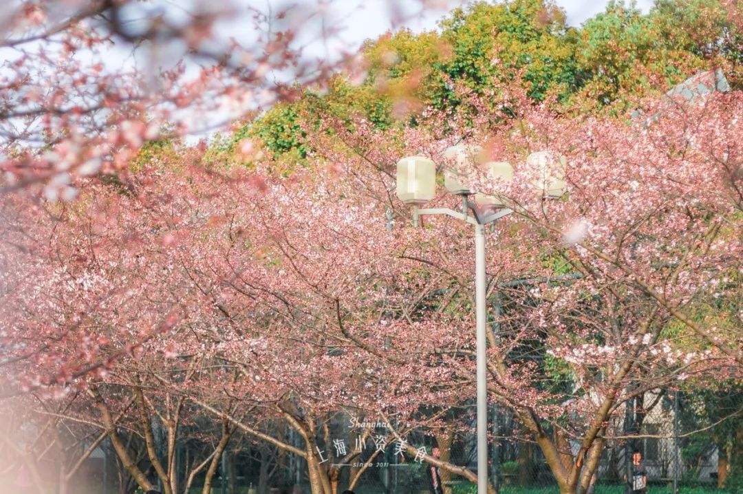 小众赏樱胜地,魔都赏樱旅游攻略