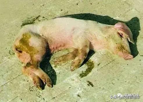 大量毒素对猪有什么危害,猪微量元素中毒有什么症状