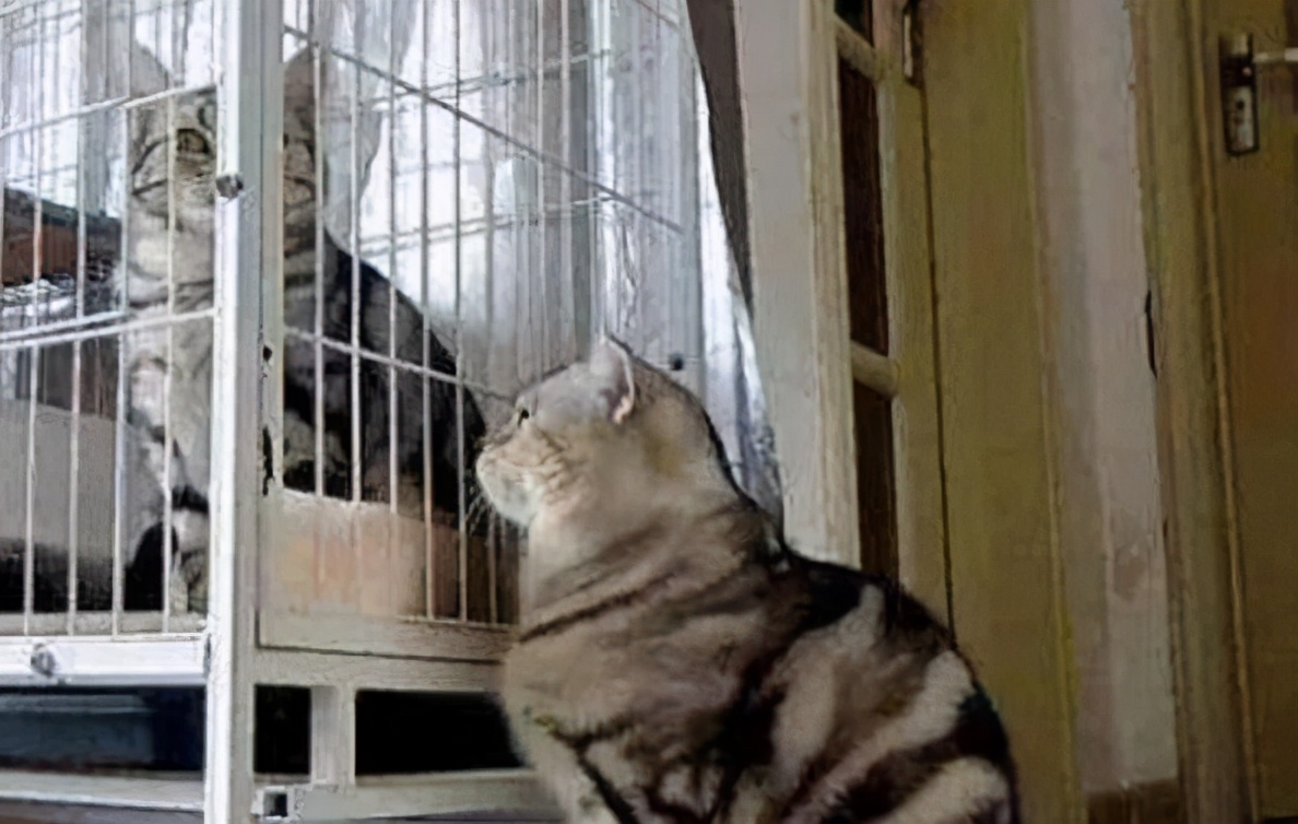 猫咪子宫蓄脓用地米能治好吗,胆小慎入猫咪