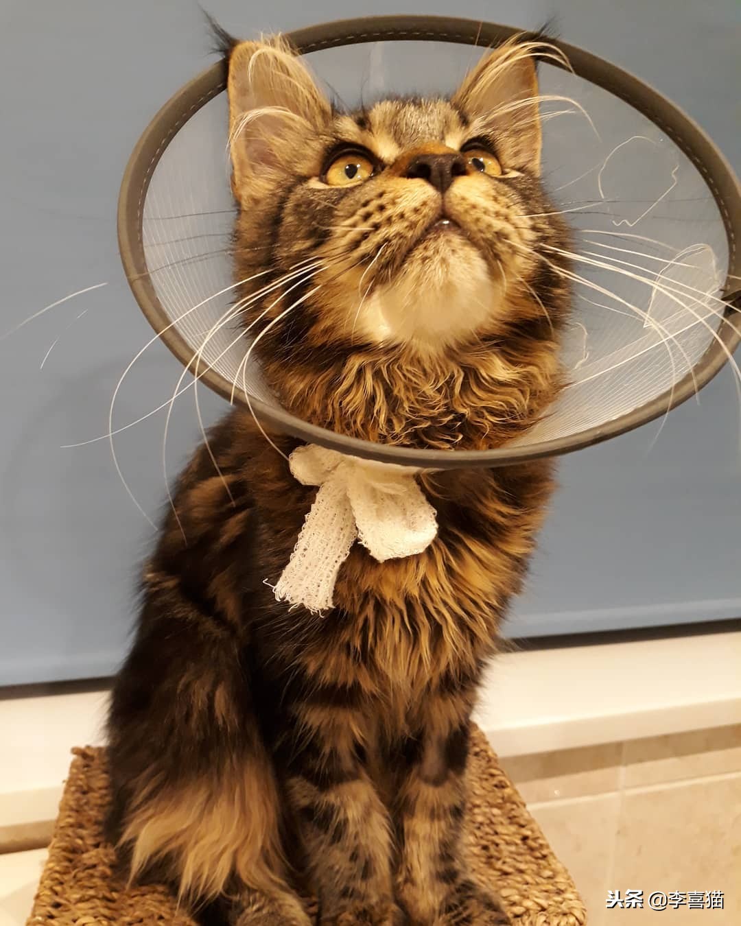 绝育手术一般有哪些项目,绝育手术看着很简单