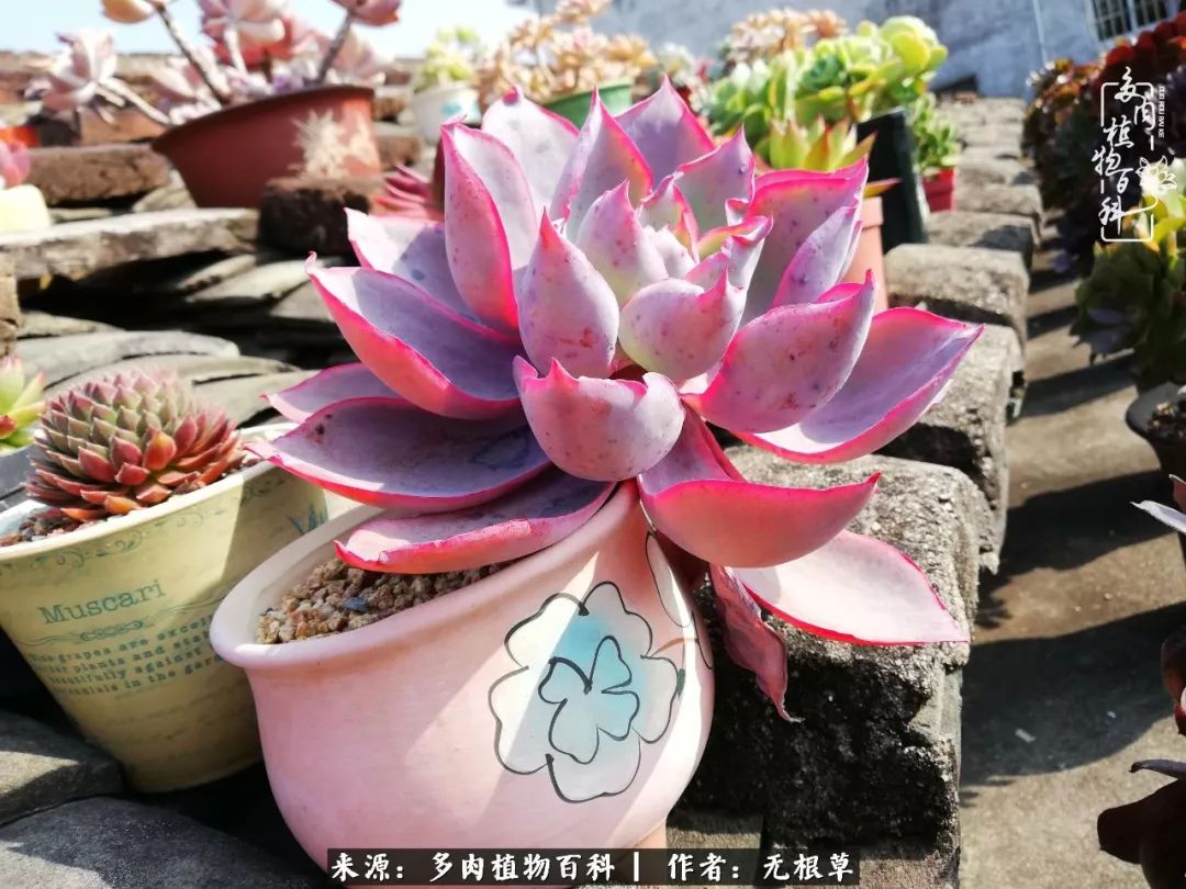 多肉寒冬中茁壮成长,多肉岁月的沉淀