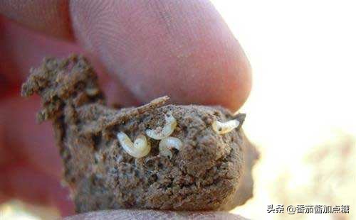 百合整株变黄是什么病,百合病的症状和表现图片