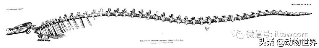 史前海洋生物龙王鲸,原始的龙王鲸到底长什么样