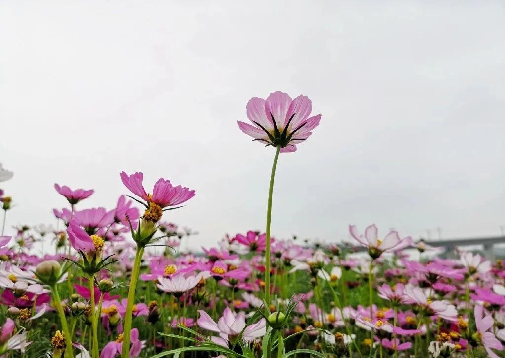 百亩花海竞相开放视频,余杭径山花海