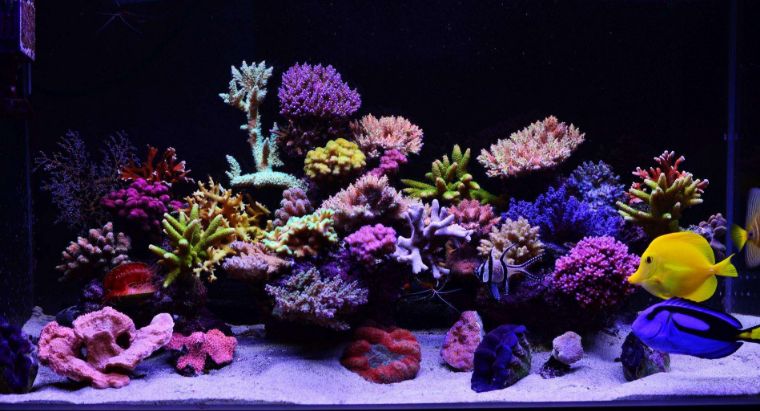 为什么国人对鱼情有独钟,为什么有的人对鱼那么痴迷