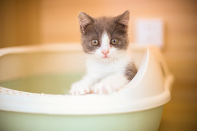 猫咪尿液很臭是怎么回事,猫咪的尿最近变得很臭