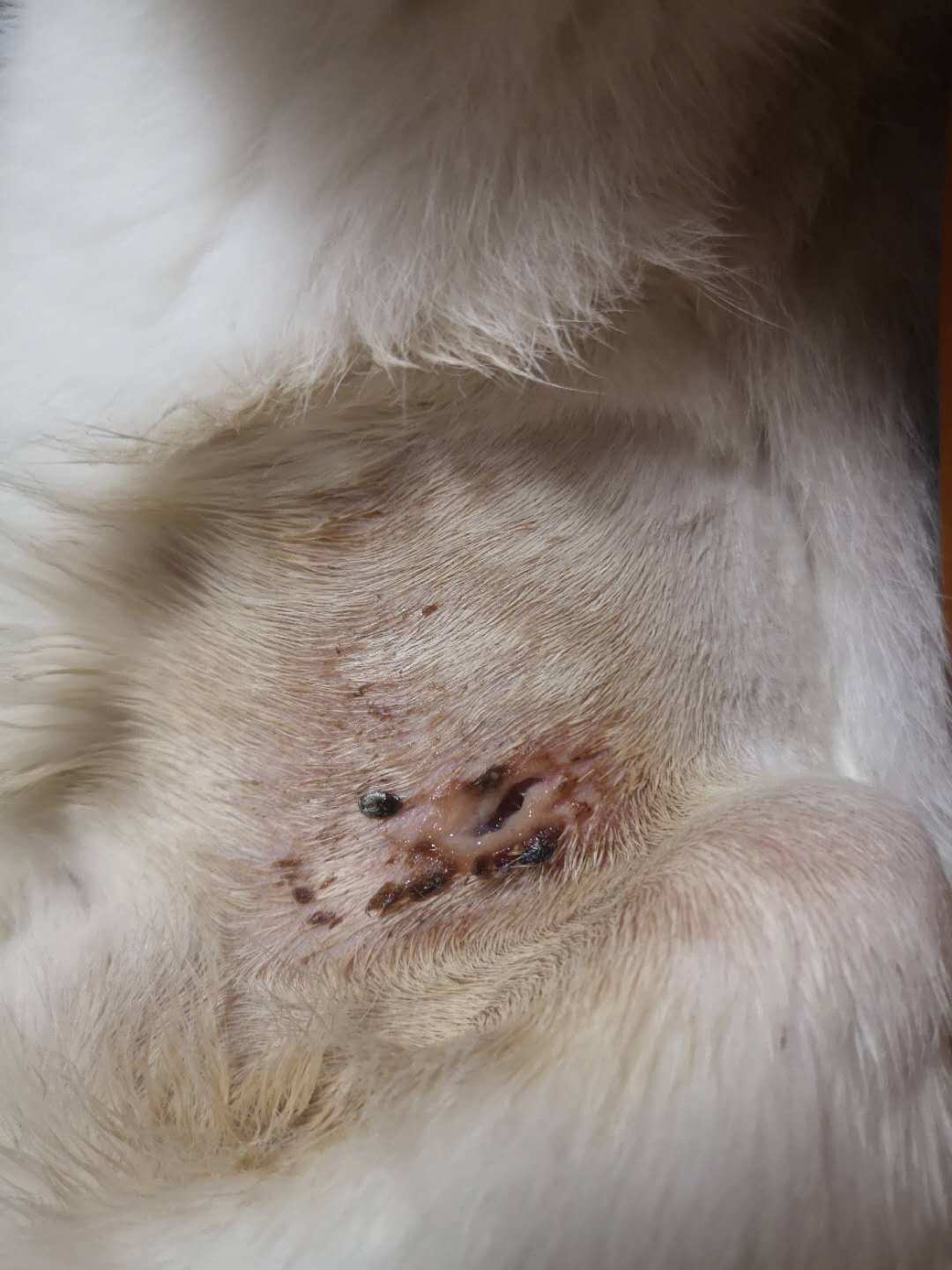 母猫剖腹产绝育脂肪液化是什么样,母猫绝育后脂肪液化图片