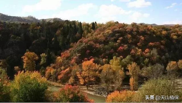 伊犁可克达拉草原,伊犁草原之旅