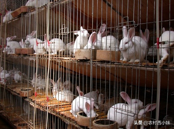 肉兔怎么养才能长得快,肉兔怎么养才能养得好