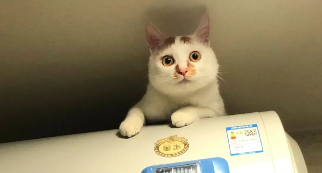 如何给猫咪做驱虫,如何给猫咪做正确的驱虫