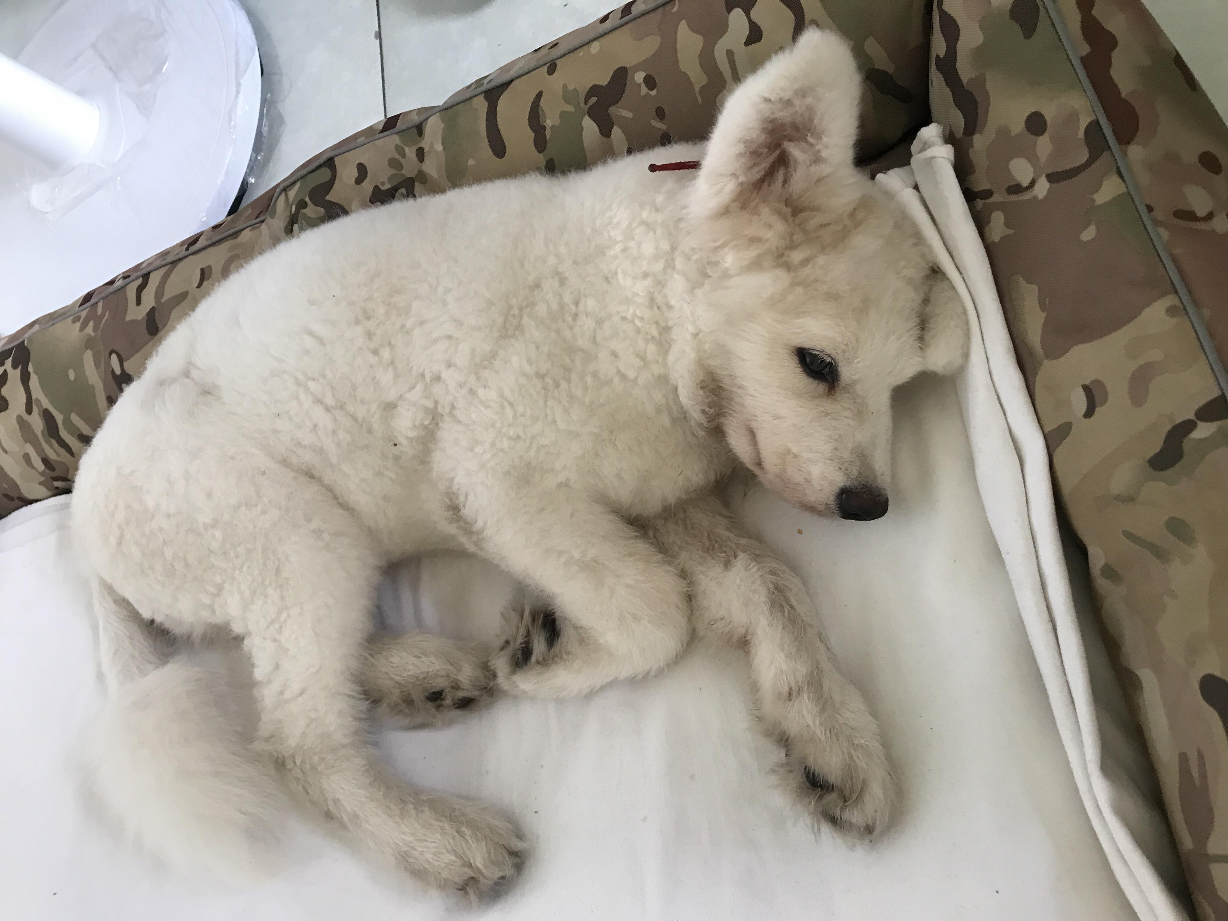 辟谣狗狗鼻子干就是生病,狗狗得了细小怎么治能救吗