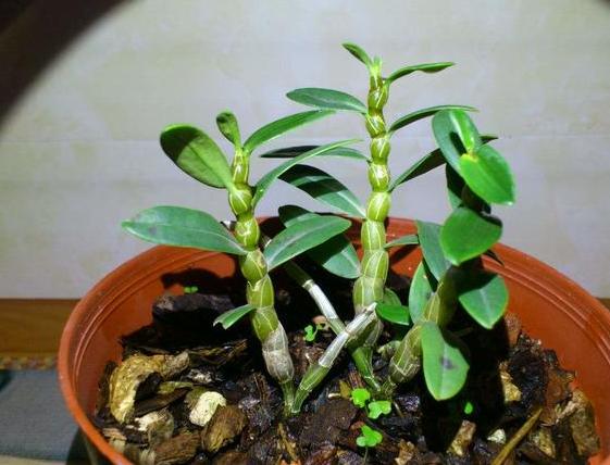 石斛兰叶子发黄怎么养,石斛兰多棵种在一个盆里会黄叶吗
