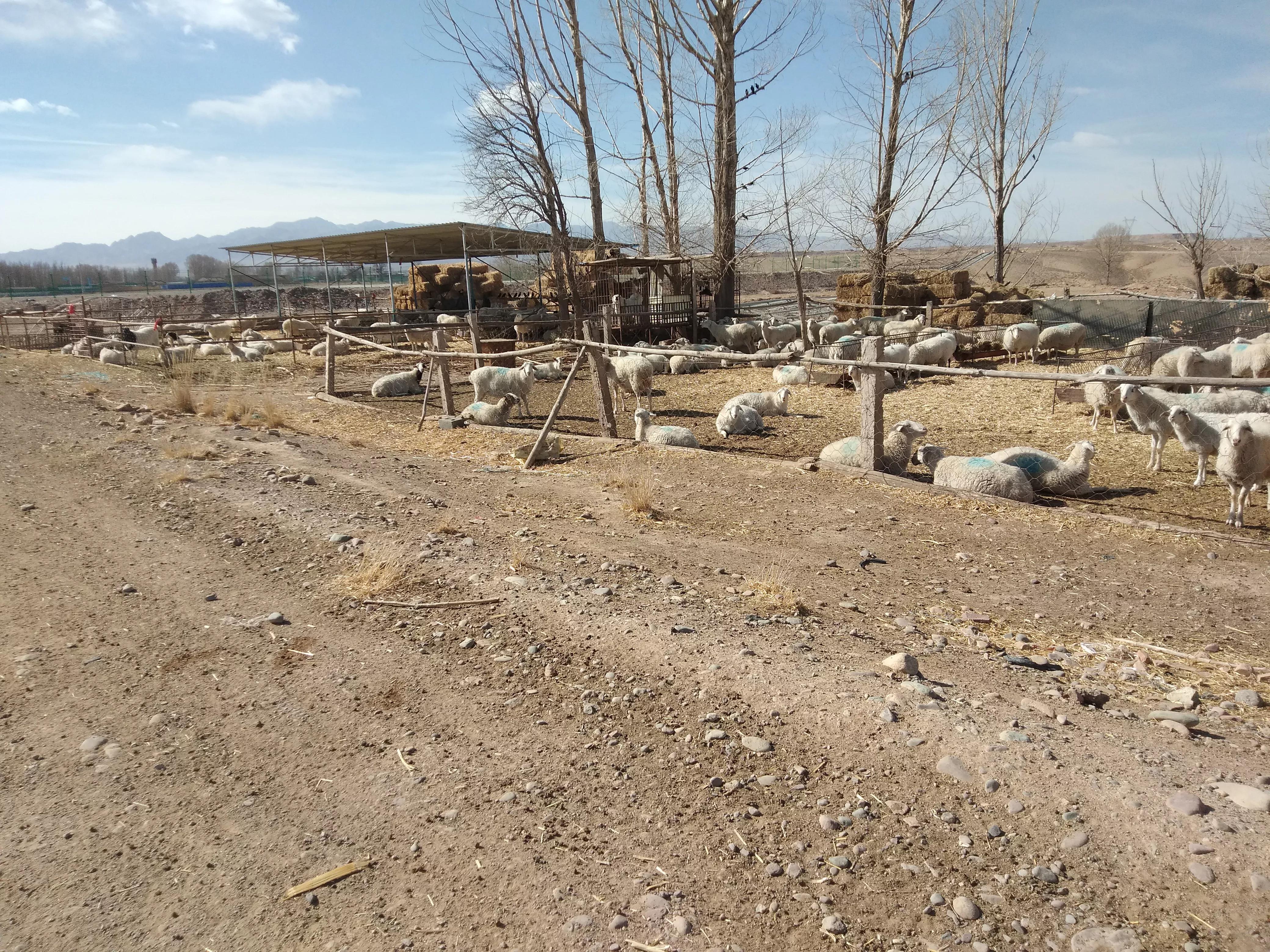 贷款养羊会失败吗,贷款养羊贷多少钱能贷出来