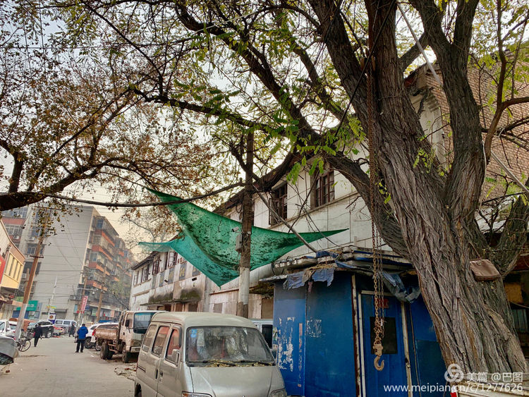 涧西牡丹广场老照片,洛阳牡丹手机拍照