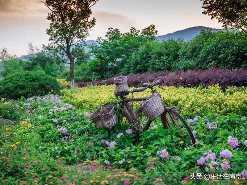 2019年南京美丽乡村游,南京周边美丽乡村游推荐