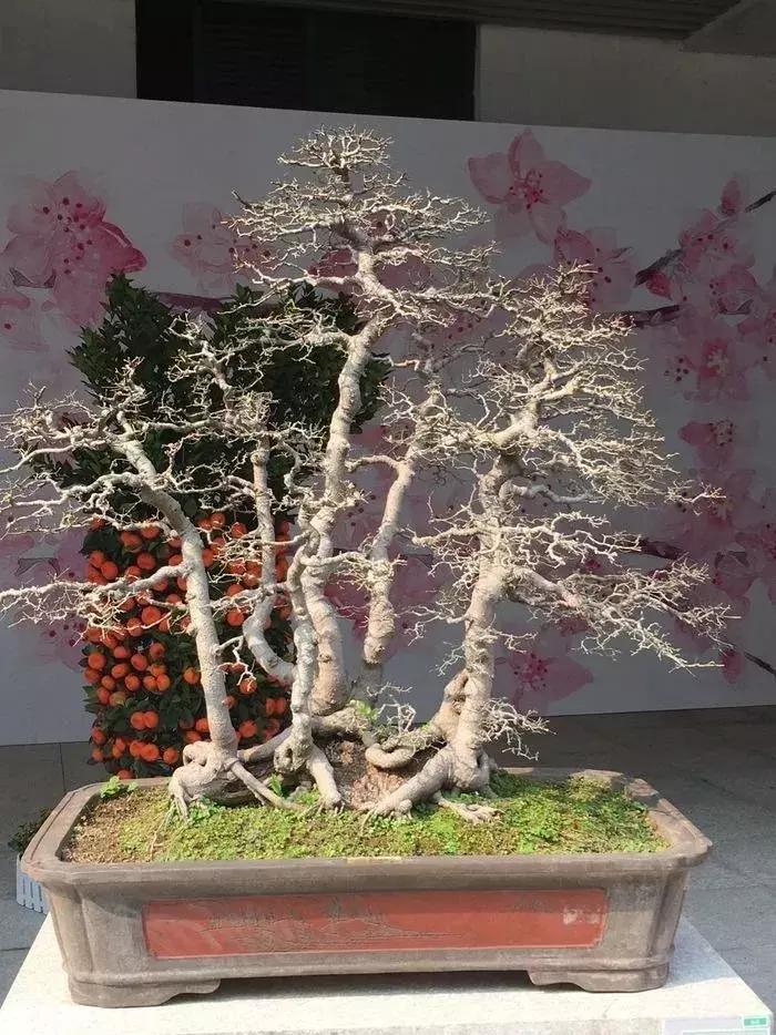 最值得收藏的六种盆景树种是哪些,西北盆景树种100种