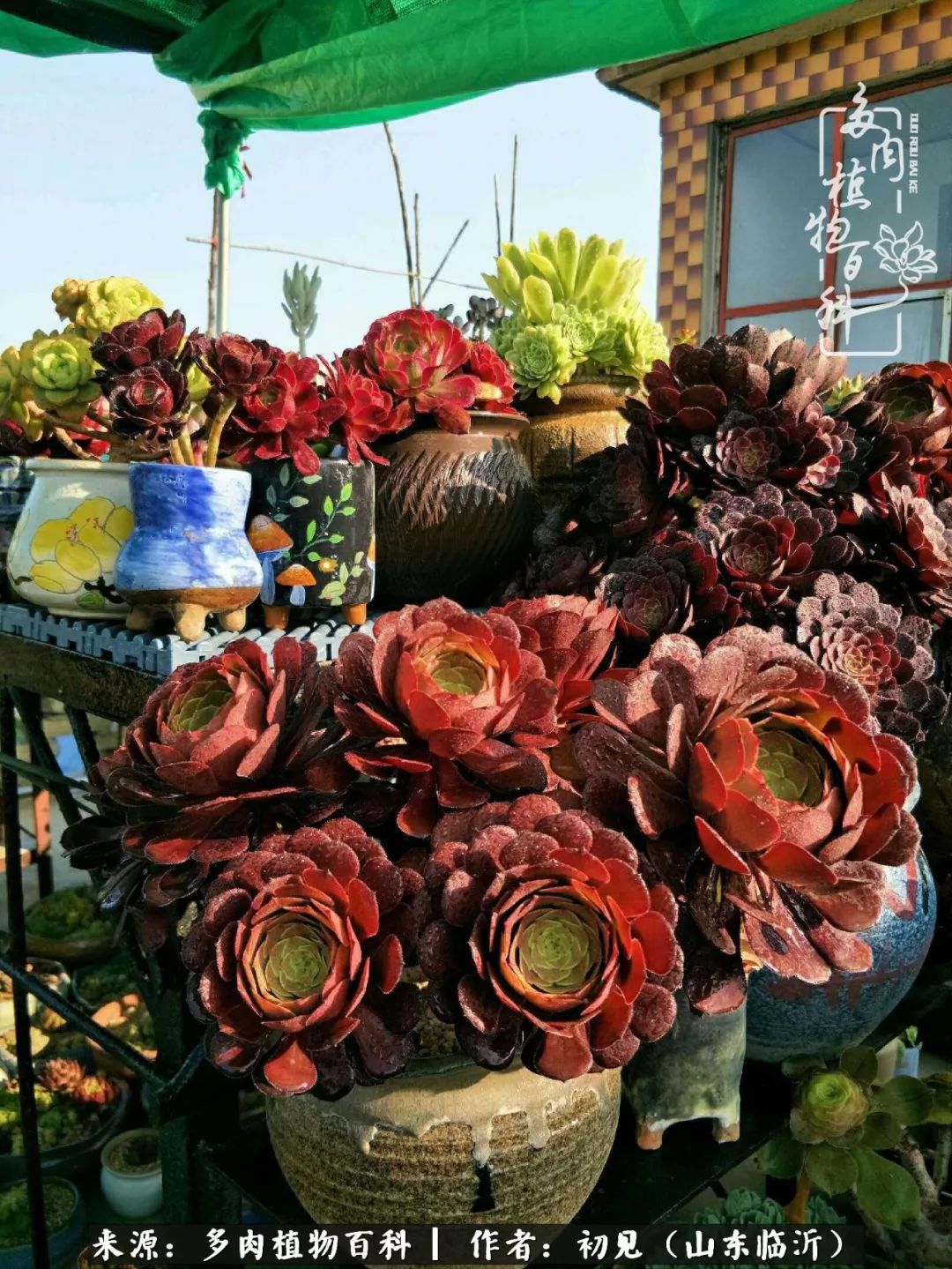 四季颜值在线的多肉,多肉的每一天