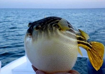 南通海安美食特产,南通特色美食学习