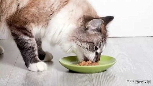 猫癣反反复复要怎么治疗好,猫癣反反复复好不了怎么办