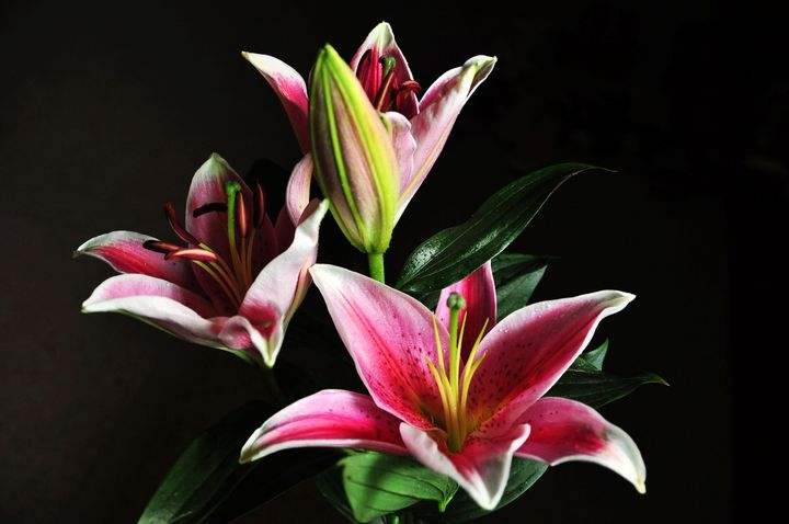 百合病有什么危害和症状图片大全,百合病害如何治疗好得快一点